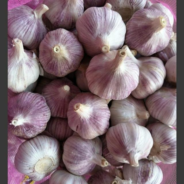 Product image of Garlic Bulbs Whole, Early Purple Italian Garlic Bulbs, 3 Bulbs, This Garlic is ready for Eating or Planting, Cool Beans N Sprouts