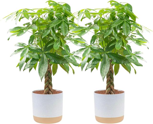 Product image of Costa Farms Money Tree Live Plants, Pack of 2 | Easy to Grow Indoor Houseplants in 10-Inch Plant Pots | 3-4 Feet Tall Bonsai | Home, Office, or Room Decor | Birthday, Housewarming Gift